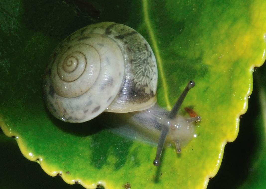 Aiuto identificazione [Hygromia cinctella]